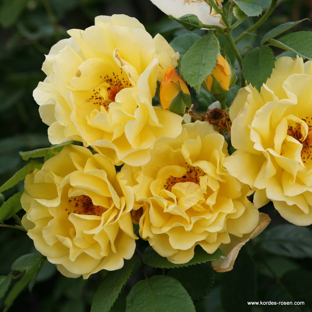 Роза плетистая Голден Гейт